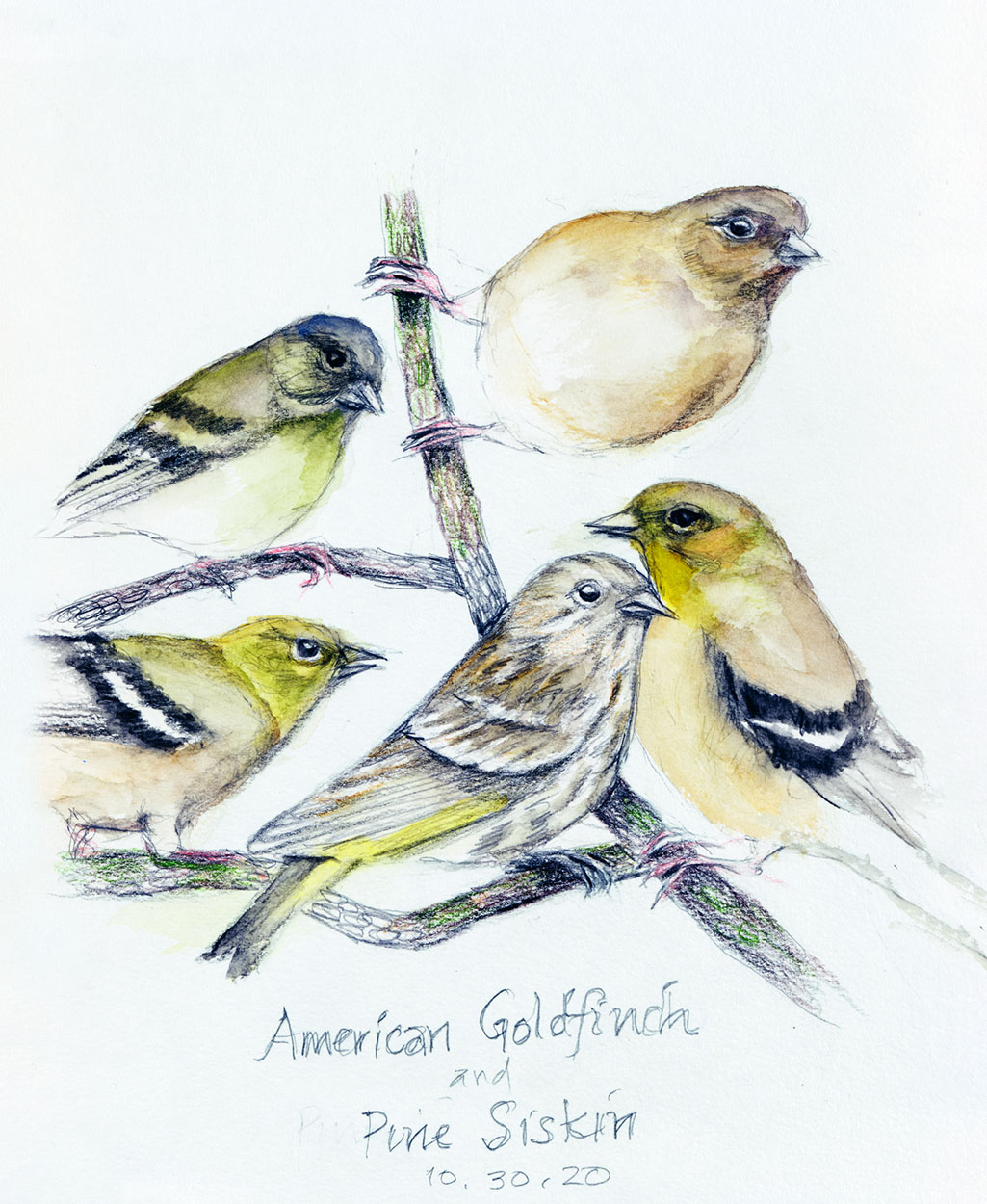 Illustrations of goldfinches and pine siskins on a branch.