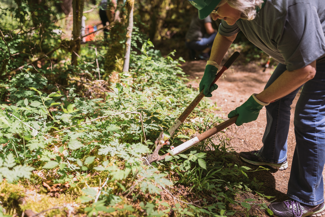 A trail steward uses long clippers to remove invasive species