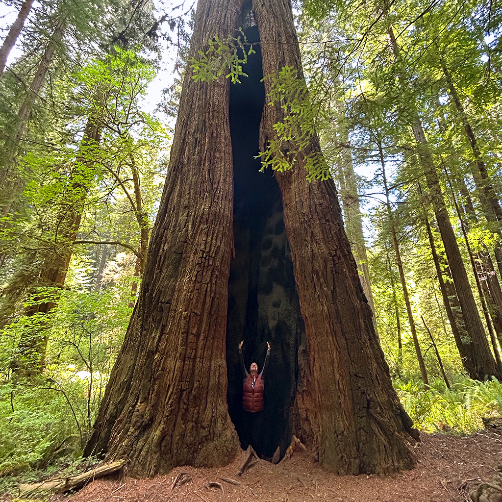 Photo of a woman standing in the hollow of a Redwood trunk.