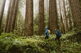 Two hikers walk in the shadow of massive trees.
