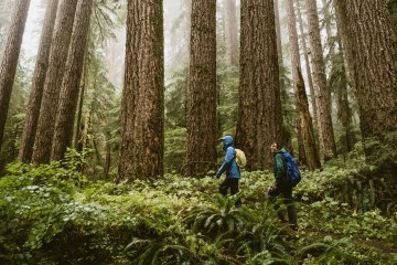 Two hikers walk in the shadow of massive trees.