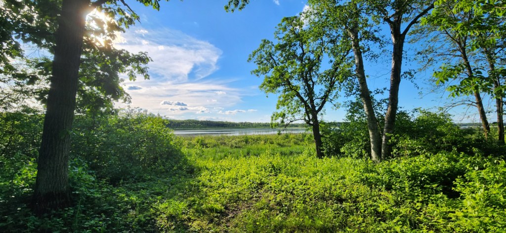 A photo of a peaceful natural landscape, with rich green plants along the ground, a tree in middle distance and a blue sky with whispy clouds.