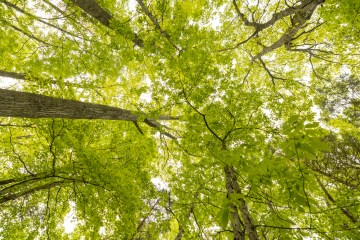 Looking up at a canopy of leafy green trees