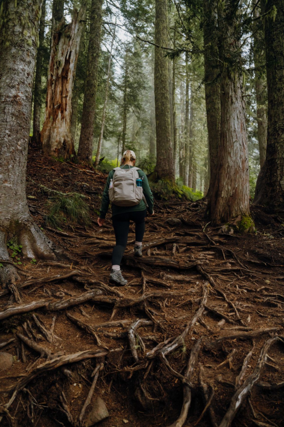 A hikers seen from behind, leading the way up a root-covered trail