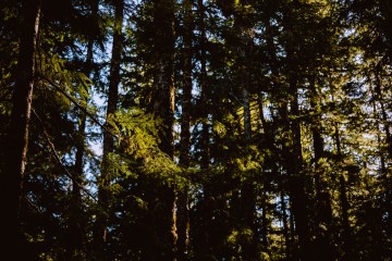 A picture of a Pacific Northwest Pine Forest