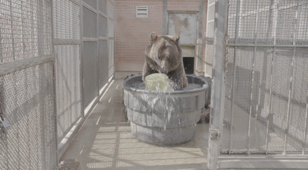 A bear sits in a trough trying to break into a bear canister.