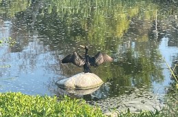 A double-crested cormoranth squawking in the LA River