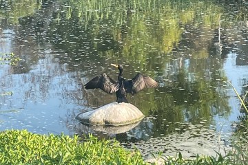 A double-crested cormoranth squawking in the LA River