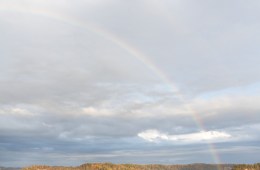 A rainbow over a tree-covered landscape